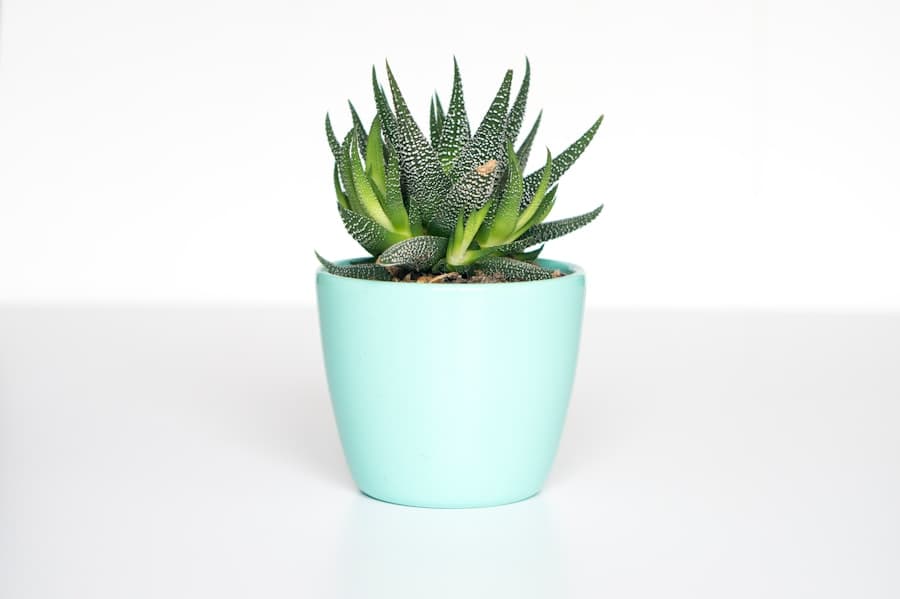 Sage Ceramic Planter Trio